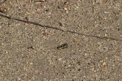 Bembix americana