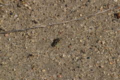 Bembix americana