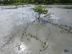 Avicennia schaueriana