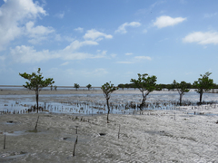 Avicennia schaueriana
