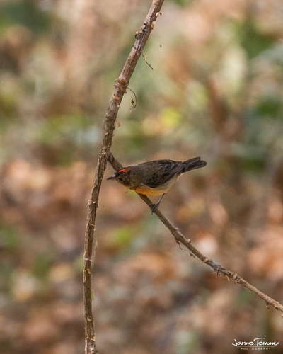 Crimson-breasted Finch (Rhodospingus cruentus), photo 4