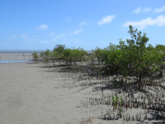 Avicennia schaueriana