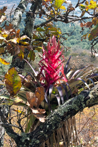 Tillandsia bourgaei Baker