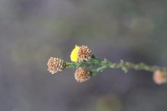 Marasmodes undulata
