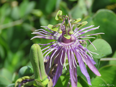 Passiflora subrotunda