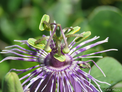Passiflora subrotunda