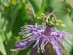 Passiflora subrotunda
