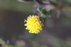 Marasmodes undulata