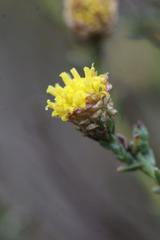 Marasmodes undulata