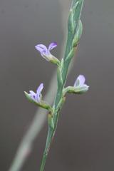 Psoralea alata