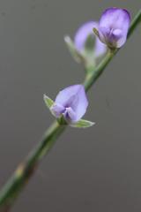 Psoralea alata