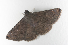 Toxonprucha clientis