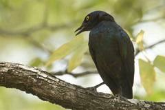 Lamprotornis chalybaeus