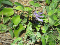 Passiflora subrotunda