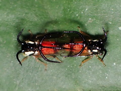 Cyphonia trifida