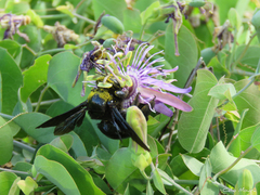 Passiflora subrotunda