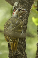 Campethera bennettii bennettii