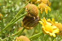 Otala lactea