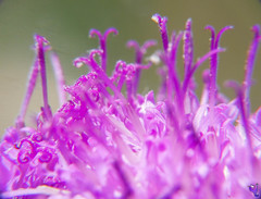 Asteraceae