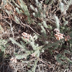 Erica tetralix