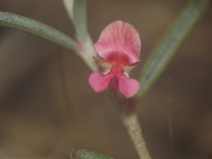 Indigofera linifolia