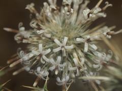 Echinops echinatus