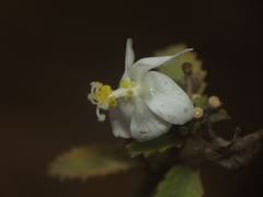 Hibiscus hirtus