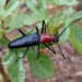 Fatua longicornis - Photo (c) Pieter Prins, some rights reserved (CC BY-NC), uploaded by Pieter Prins