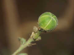 Hibiscus hirtus