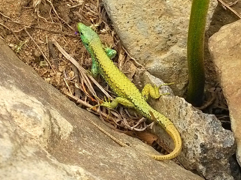 Green-bellied Lizard