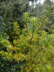 Podocarpus nubigenus