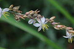 Chlorophytum saundersiae