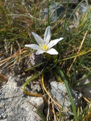 Ornithogalum orthophyllum