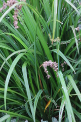 Chlorophytum saundersiae
