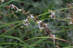 Chlorophytum saundersiae