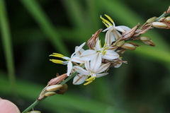 Chlorophytum saundersiae