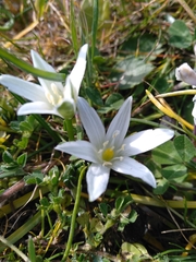 Ornithogalum orthophyllum