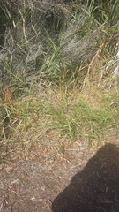 Lolium rigidum