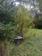 Podocarpus nubigenus