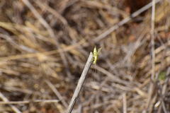 Oecanthus
