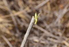 Oecanthus