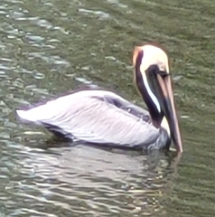 Pelecanus occidentalis