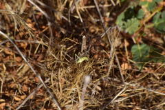 Oecanthus
