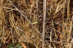 Oecanthus