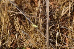 Oecanthus