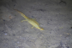 Triturus karelinii