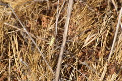 Oecanthus