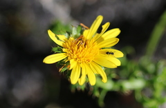Cullumia setosa