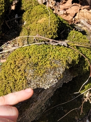 Scytinium juniperinum