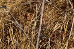 Oecanthus